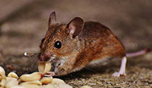 24 Hour & Emergency Exterminators in McCordsville, IN